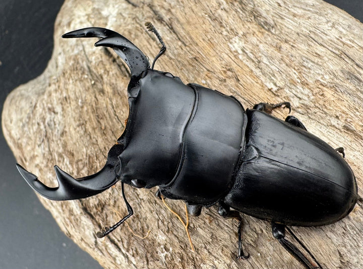 【WD】《クルビデンスオオクワ カオバン産 64mm ペア》