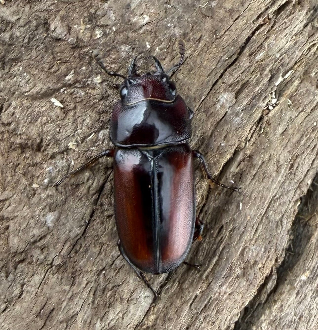 《プセウダキスコクワ 30.5mm ペア》
