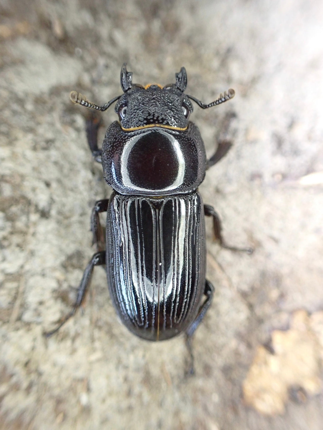 【WD】レア産地《タナカコクワ 32mm ペア》