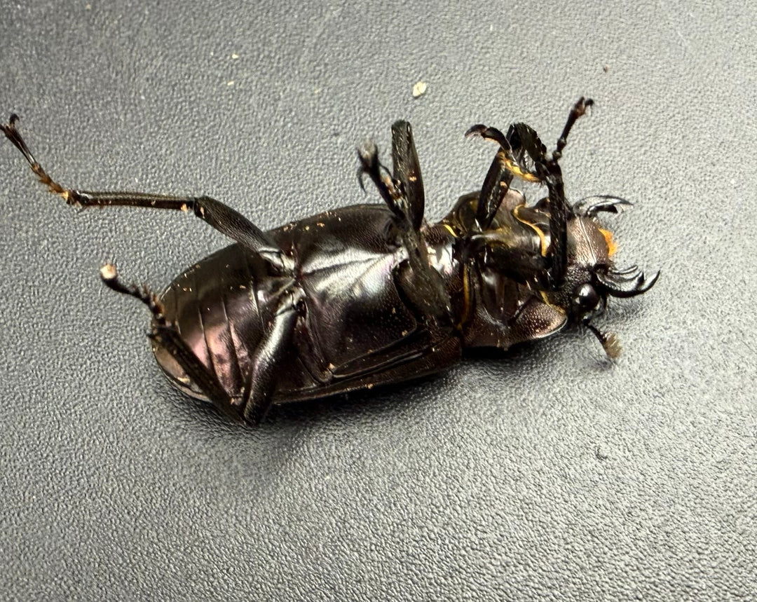 《メタリフェルホソアカ亜種フィナエ パープル系 84mm ペア》