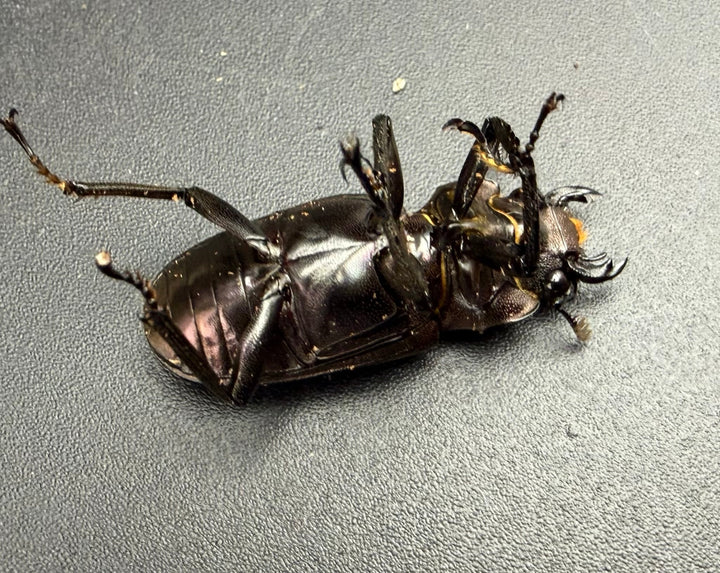 《メタリフェルホソアカ亜種フィナエ パープル系 84mm ペア》