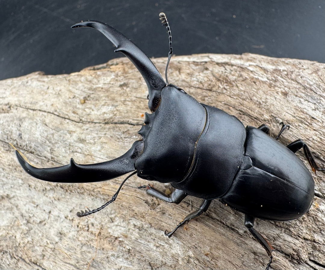 【WD】《ウンナンヒラタ(内歯消滅タイプ) 貴州省産 67mm A'品ペア》