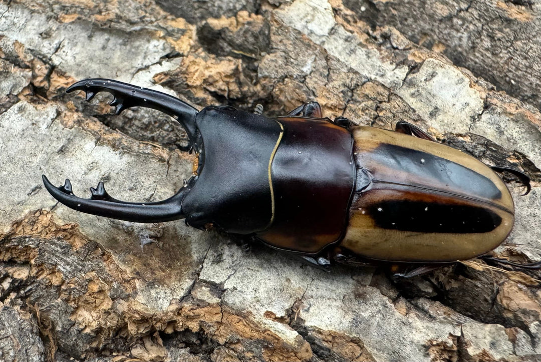 【WD】《ラテラリスノコギリ亜種マイリーン 四つ葉 53.5mm ペア》