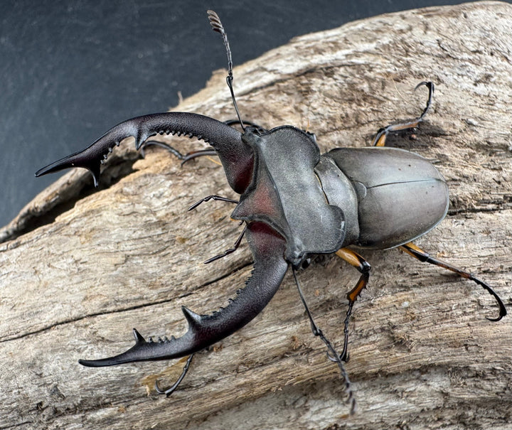 【WD】大型《フォントミヤマクワガタ 61mm ペア》②