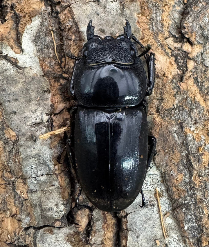 【WD】《西ペレンオオヒラタ（スラウェシオオヒラタクワガタ） 88.5mm ペア》