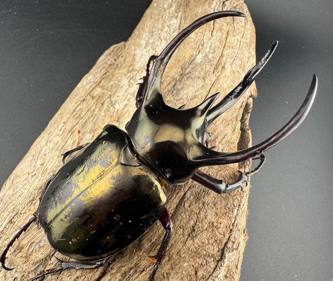 【WD】《ミンダナオアトラスオオカブト マラグサン産 92mm ペア》