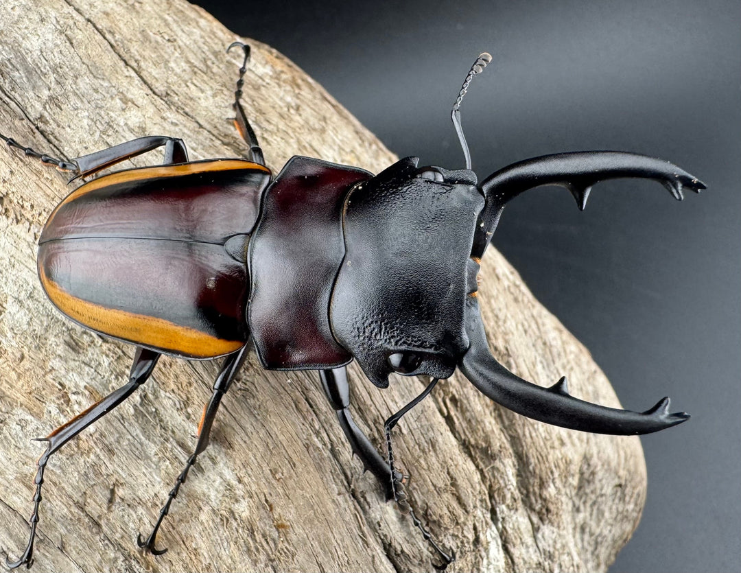 【WD】《スチーブンスツヤ亜種duivenbodei 大歯 67.5mm ペア》