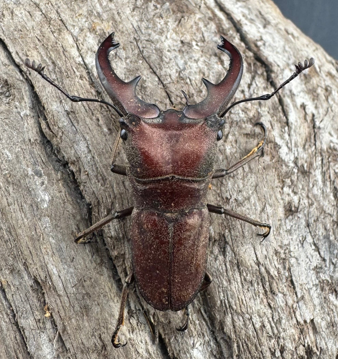 【WD】《スズムラホソアカ ロハス産 37.5mm ペア》