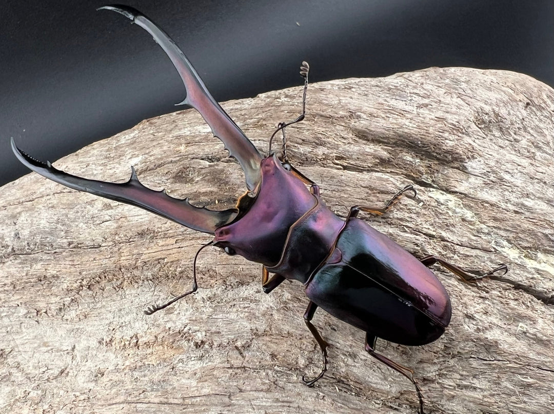 【美麗】《メタリフェルホソアカクワガタ 83mm ペア》セルヴォラン氏ブリード個体