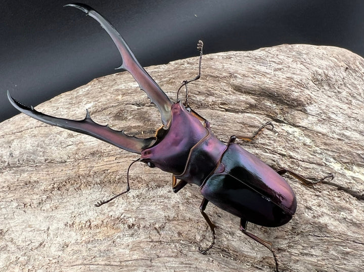 【美麗】《メタリフェルホソアカクワガタ 83mm ペア》セルヴォラン氏ブリード個体