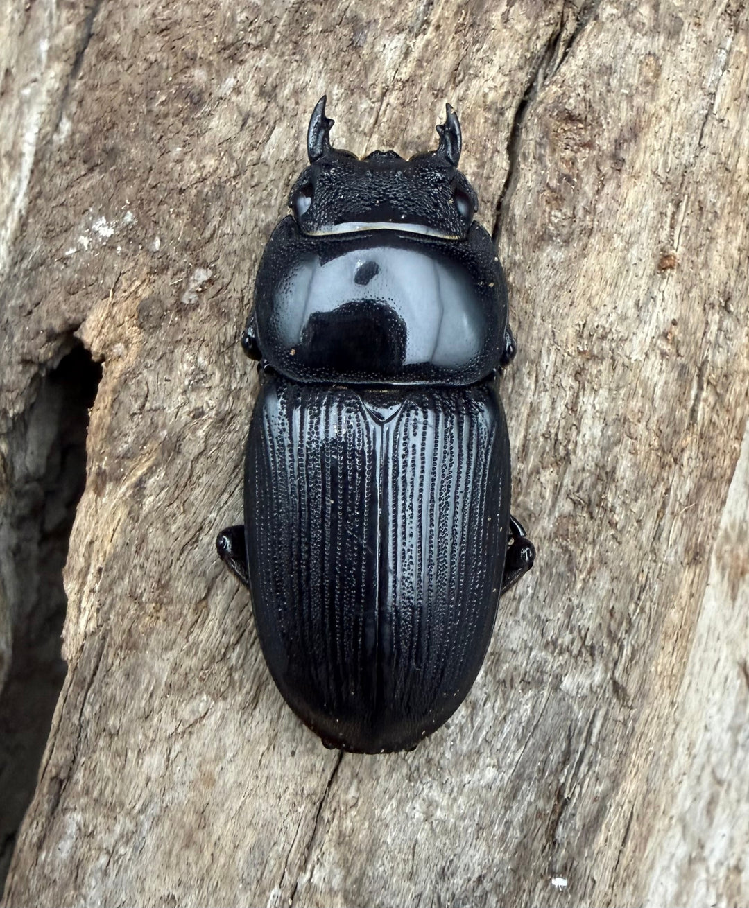 【WD】《パラワンパリーオオクワ 68.5mm ペア》