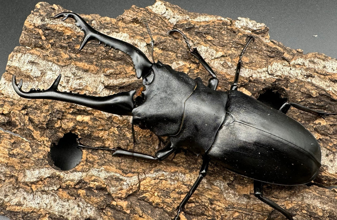 【WD】《ギラファノコギリ亜種ケイスケ 108mm ペア》