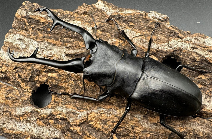 【WD】《ギラファノコギリ亜種ケイスケ 108mm ペア》