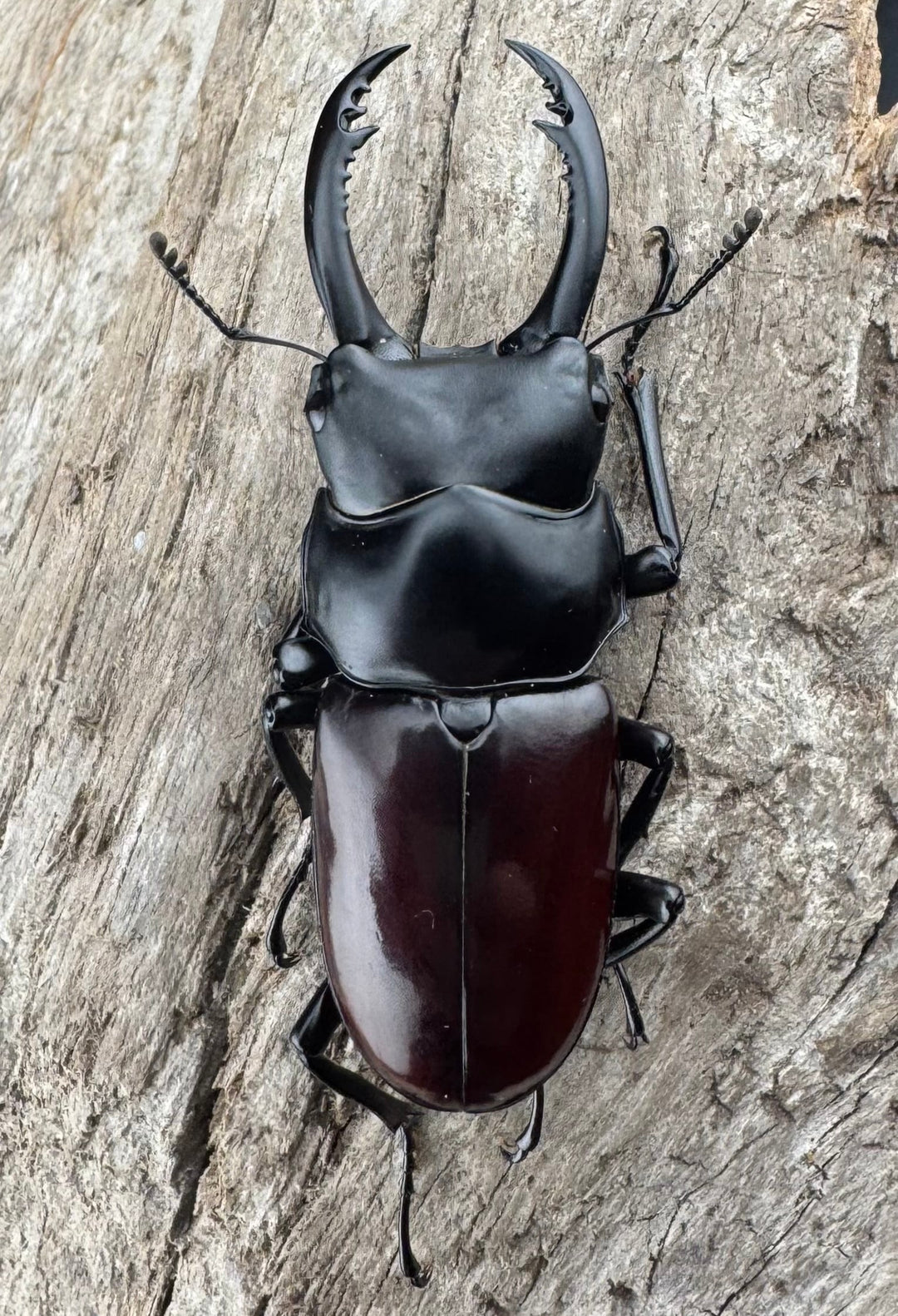 【WD】《アローコクワ原名亜種 臨滄市産 56mm ペア》