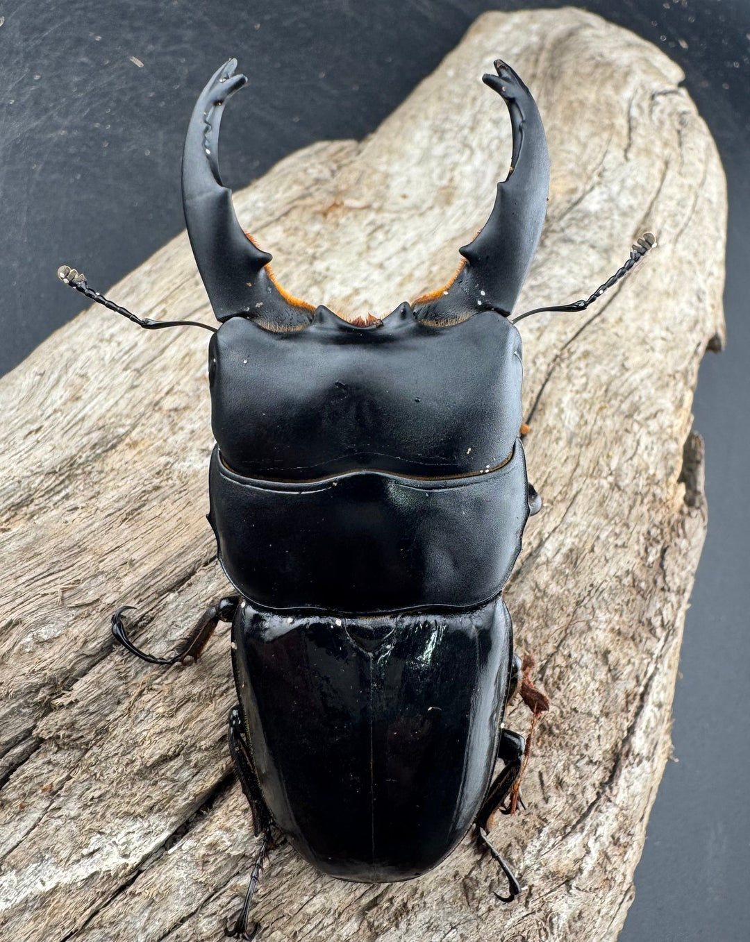 【WD】《ユーリケファルスヒラタ 74mm ペア》