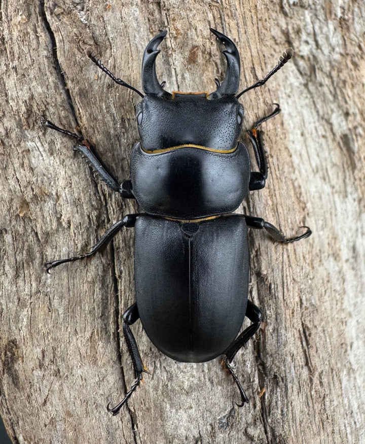 【WD】《ダビディスコクワガタ 32mm ペア》