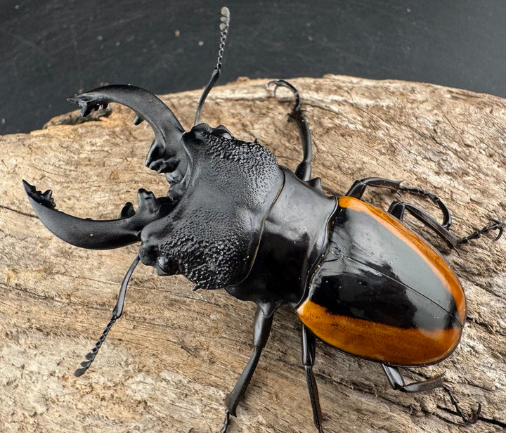 【WD】《ワラストンツヤクワガタ 70mm ペア》