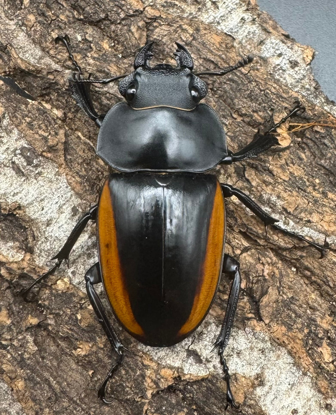 【WD】《スティーブンスツヤ亜種mamaesaensis 71mm ペア》