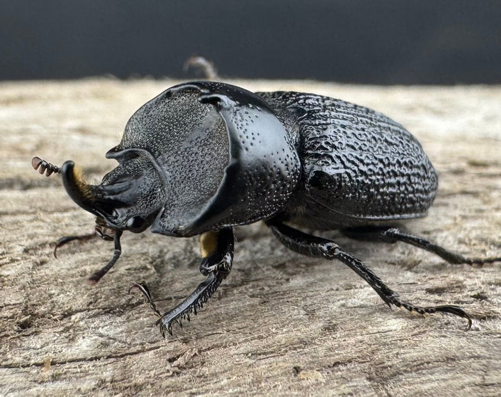 【WD】《ウンナンイッカククワガタ Free ♂♀♀トリオ》②