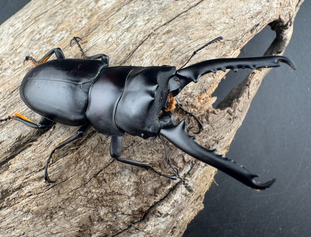 【WD】大型《ゲルツルードノコギリ 62mm ペア》