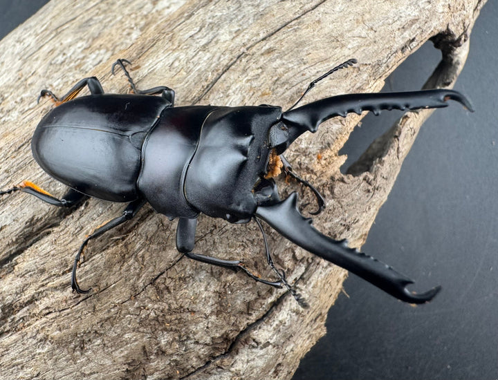 【WD】大型《ゲルツルードノコギリ 62mm ペア》