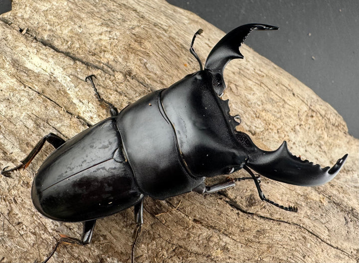 【WD】《スマトラオオヒラタ アチェ産 76mm ペア》