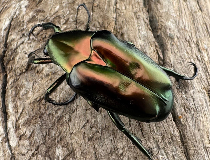 《ロドリゲストゲアシハナムグリ Free ペア》