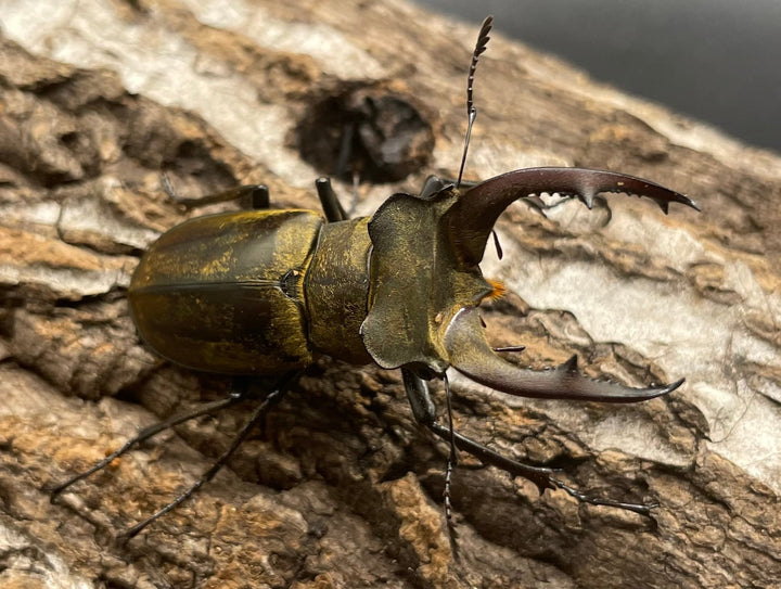 【WD】《ディルクミヤマクワガタ 48mm ペア》