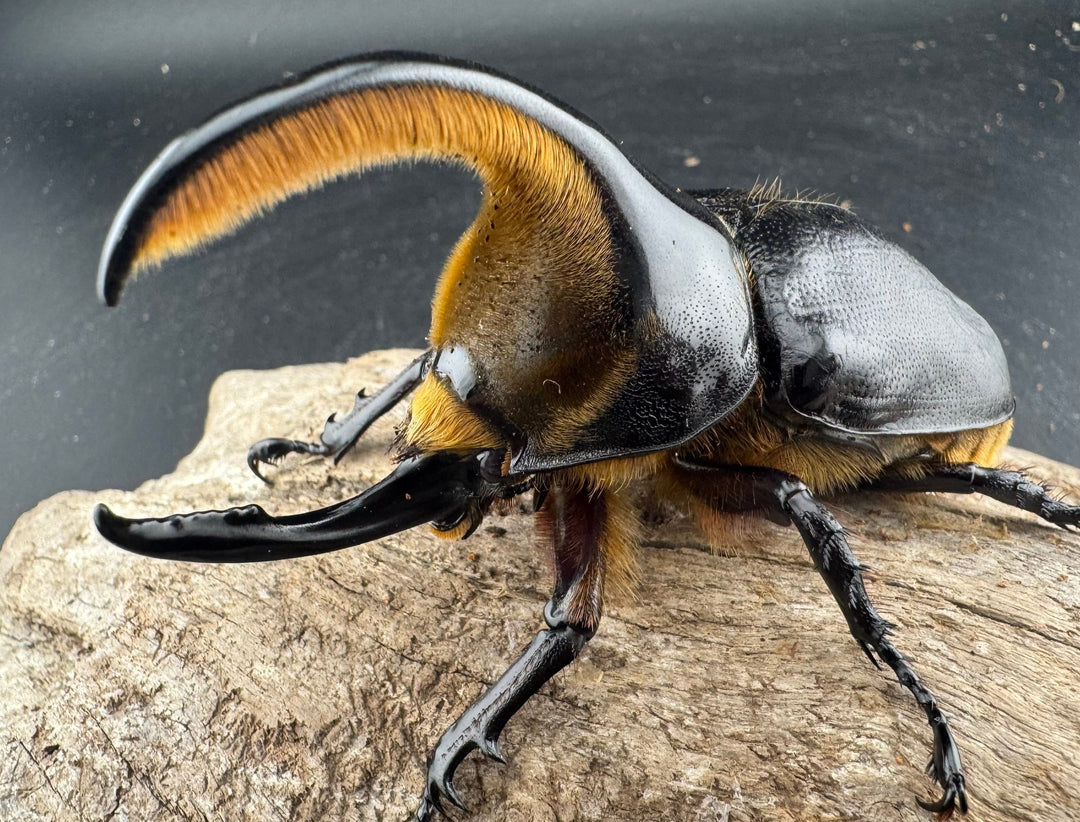 《サタンオオカブト 95mm ペア》inohiro109氏ブリード個体