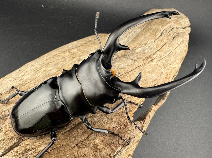 【WD】《インターメディアツヤクワガタ ネグロス島産 93.5mm ペア》