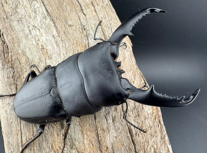 【WD】《ミンダナオヒラタ マラグサン産 86.5mm ペア》