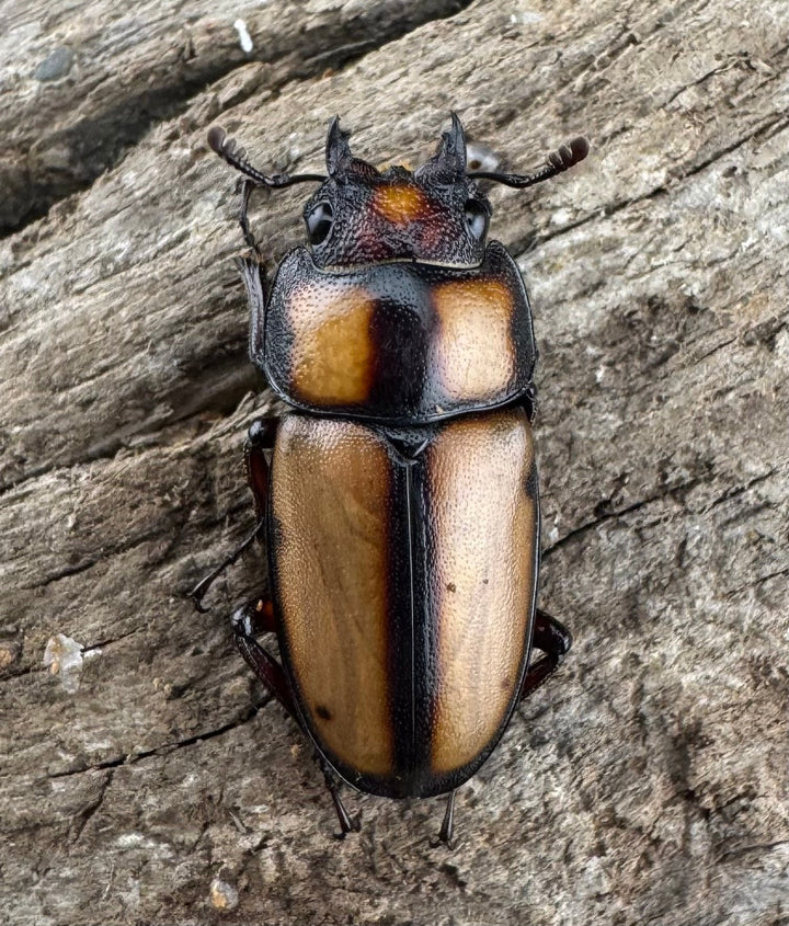 【WD】《スツラリスノコギリ 海南省産 38.5mm ペア》