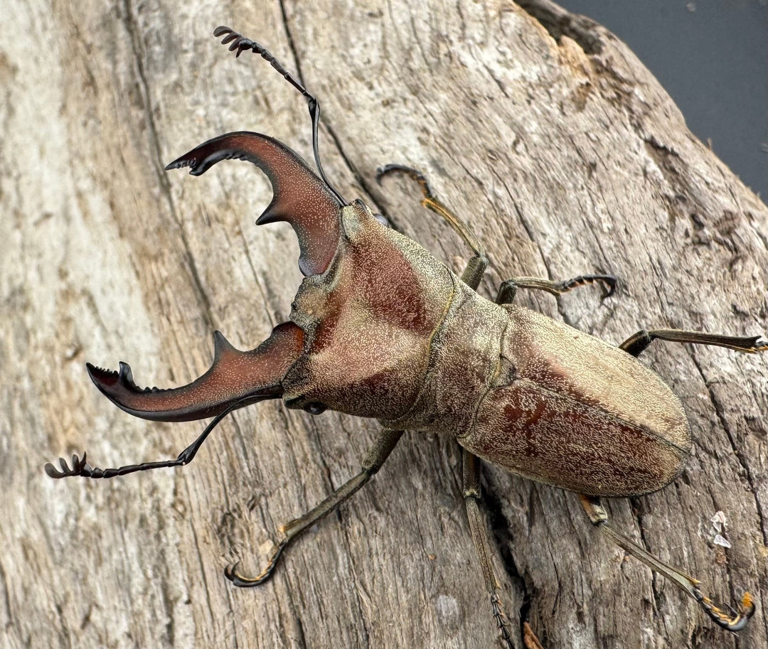 【WD】《スズムラホソアカ ロハス産 40mm ペア》②