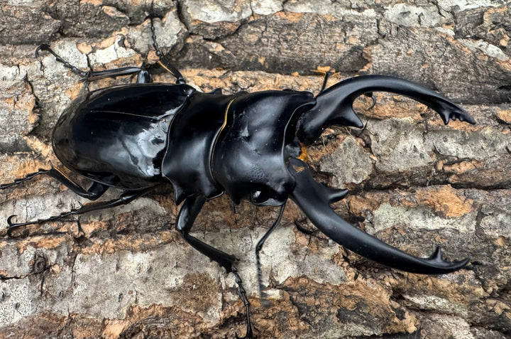 【WD】《インターメディアツヤクワガタ ネグロス産 91mm ペア》