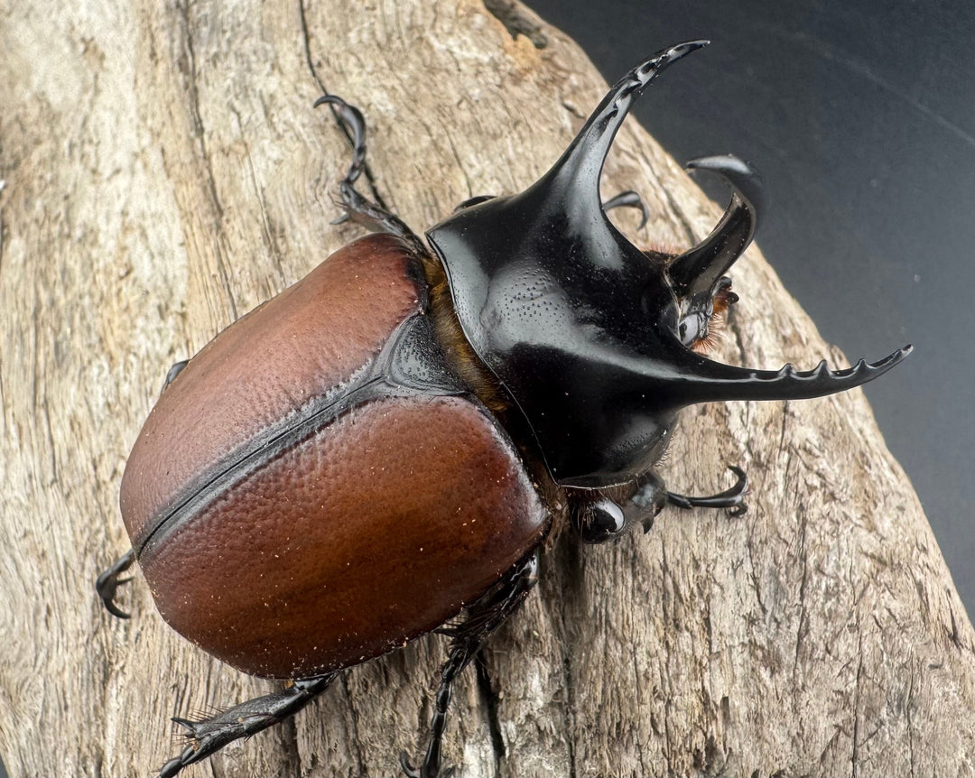 【WD】《サンボンヅノカブト 61mm ペア》