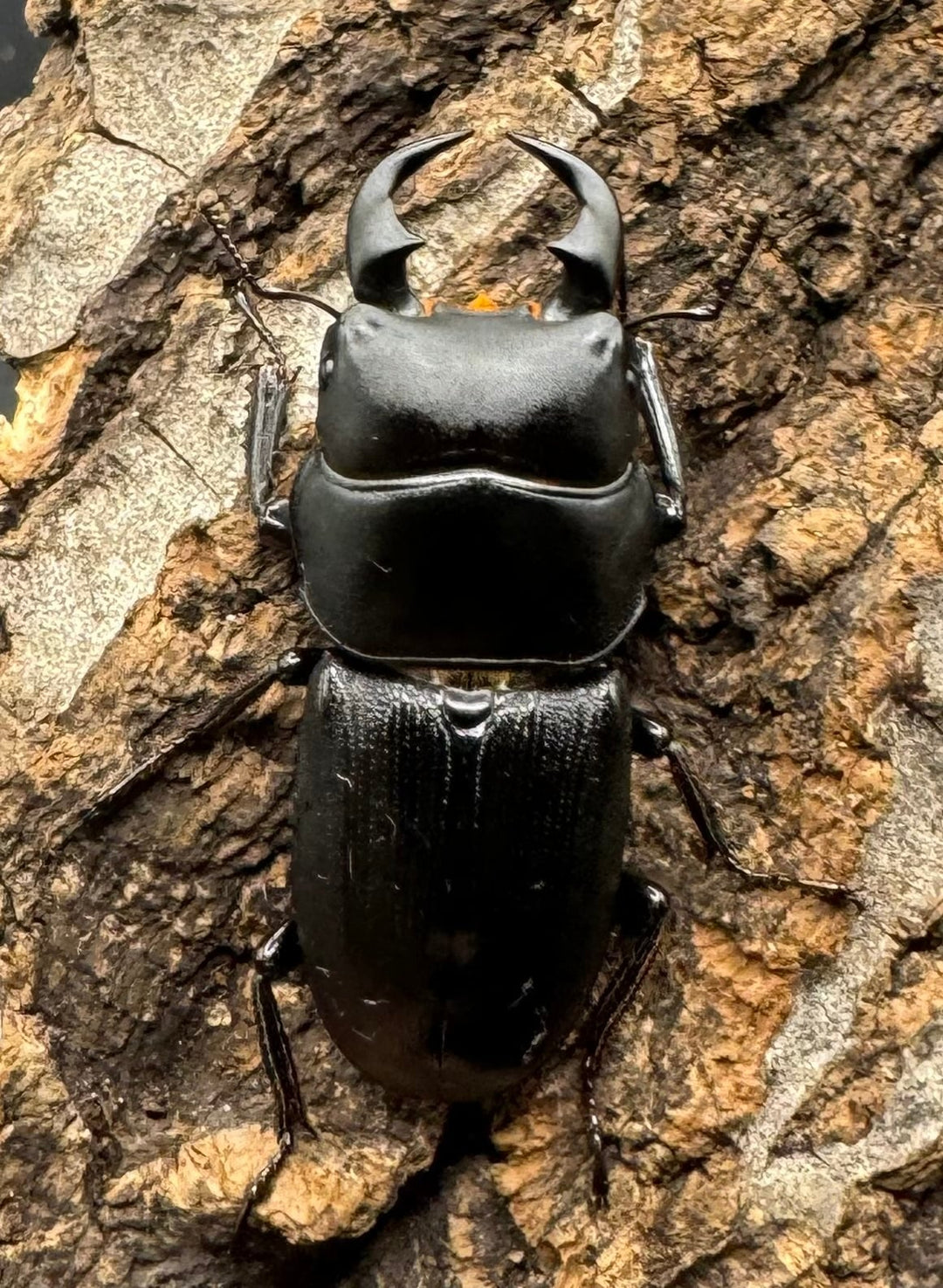 【WD】《ドルクス メンシウス 35mm ペア》