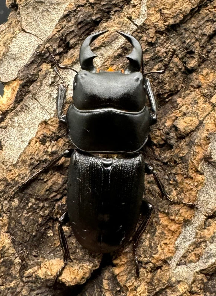 【WD】《ドルクス メンシウス 35mm ペア》