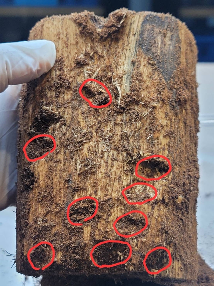 超濃度バクテリア材【襷】Lサイズ　1本