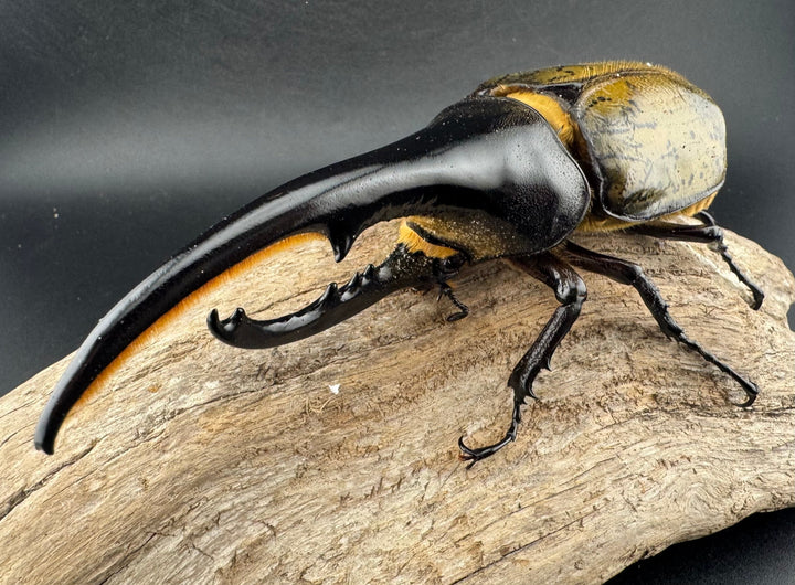 《ヘラクレス・ヘラクレス 137mm ペア》