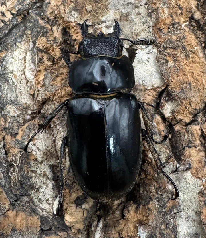 【WF1】《ゲアンミヤマ 44mm ペア》