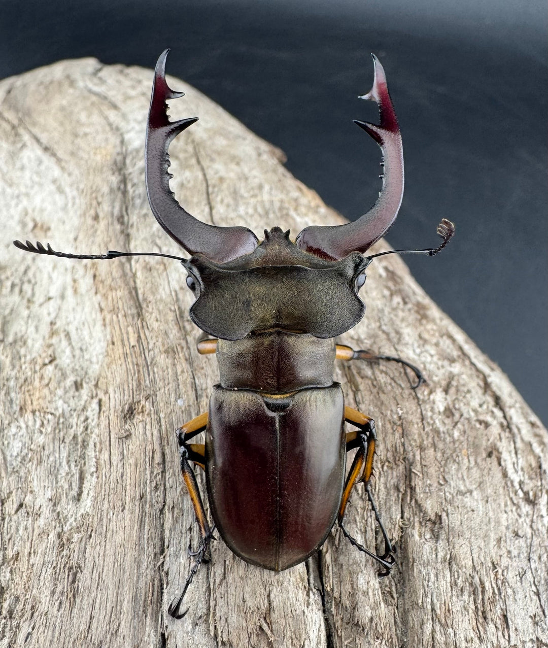 【WD】《フェアメイルミヤマ 雅安市産 55.5mm ペア》