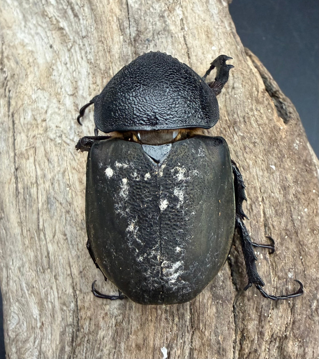 【WD】《ミンダナオアトラスオオカブト マラグサン産 97mm ペア》