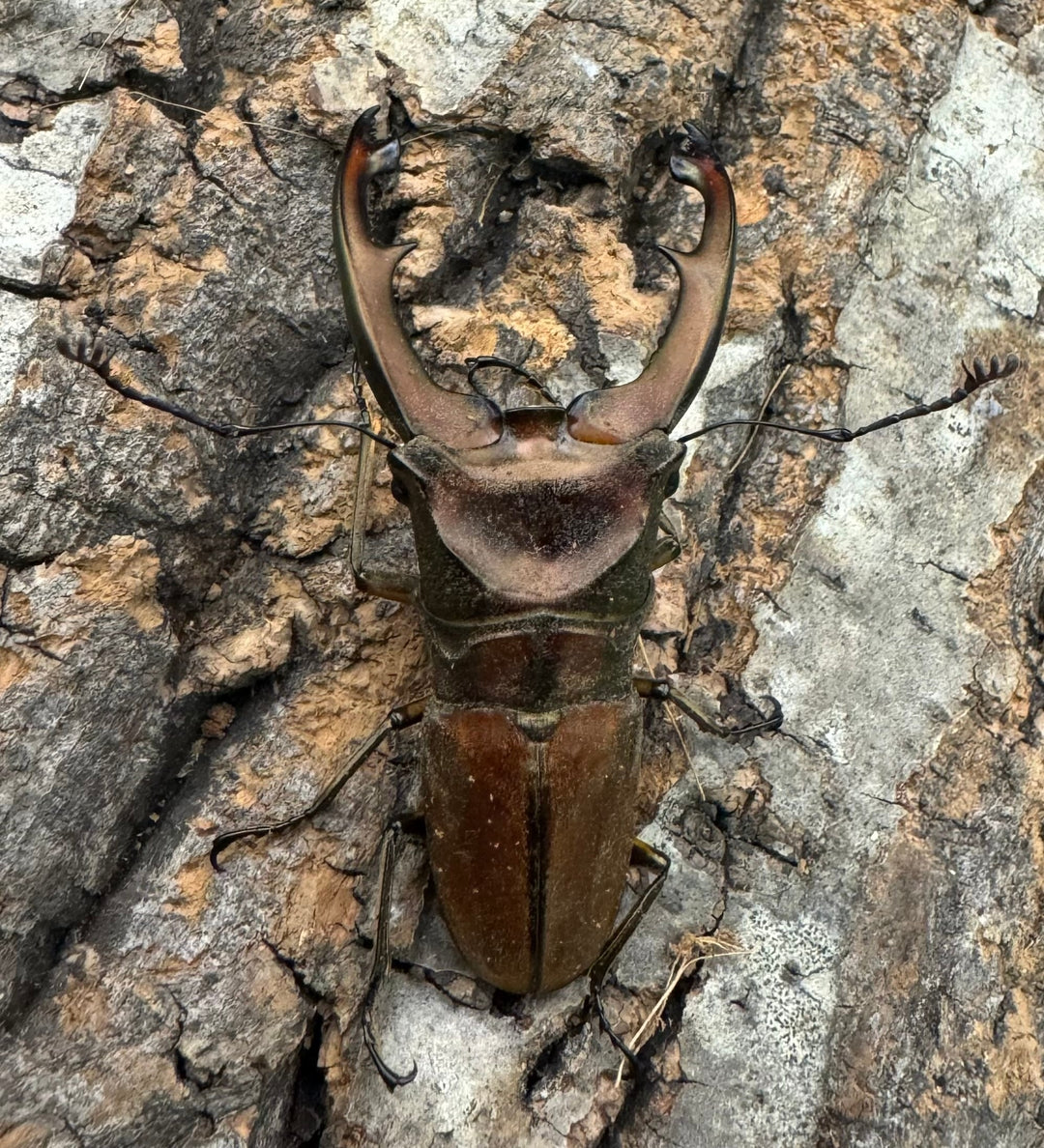 【WD】《ズベールホソアカ 51mm ペア》