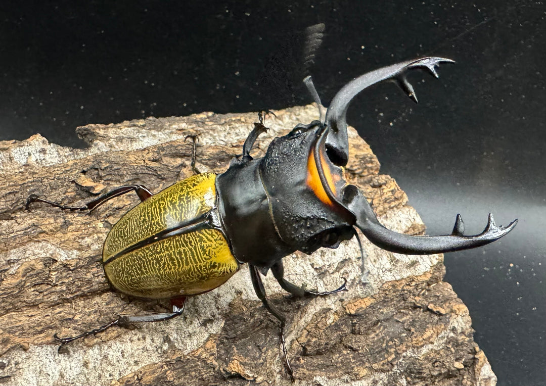 【WD】《スペクタビリスツヤクワガタ 76.5mm ペア》