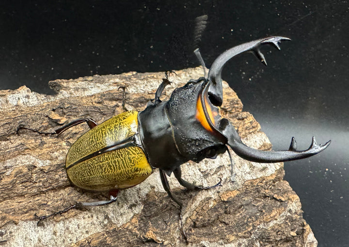 【WD】《スペクタビリスツヤクワガタ 76.5mm ペア》