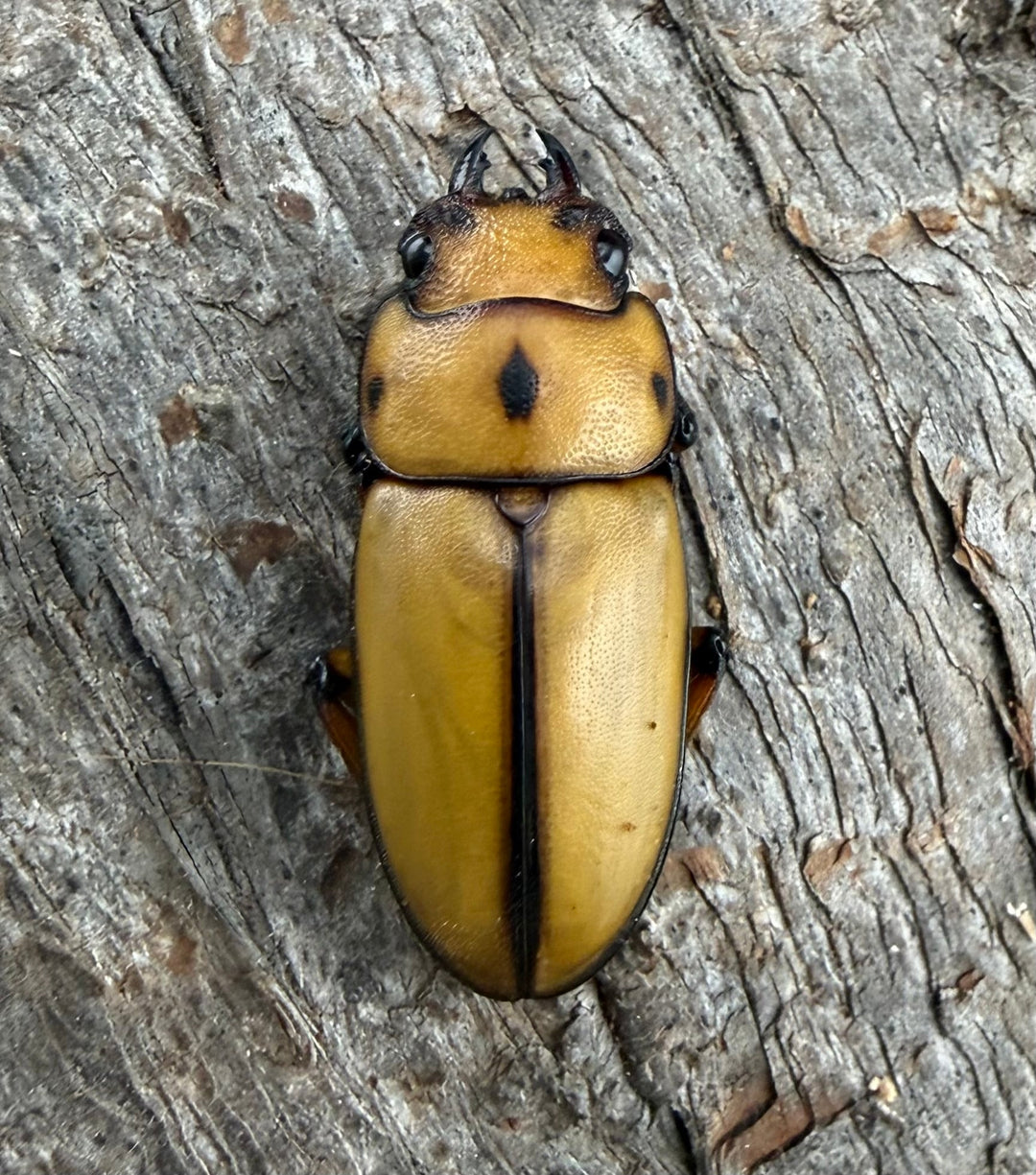 【WD】《オキピタリスノコギリ亜種astericus 26.5mm ペア》