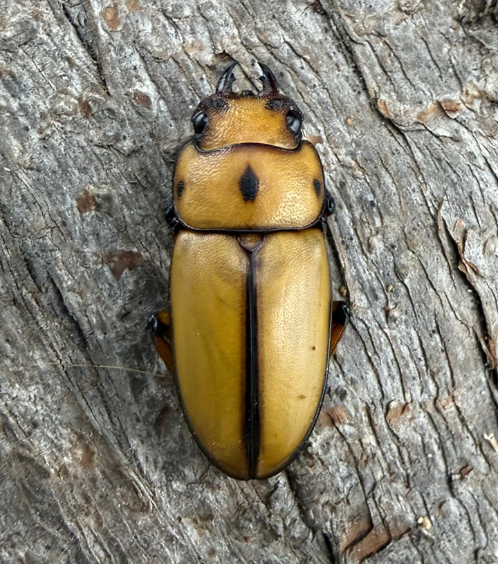 【WD】《オキピタリスノコギリ亜種astericus 26.5mm ペア》