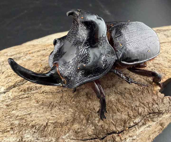 【WD】《マルタバンメンガタカブト 61mm A'品ペア》