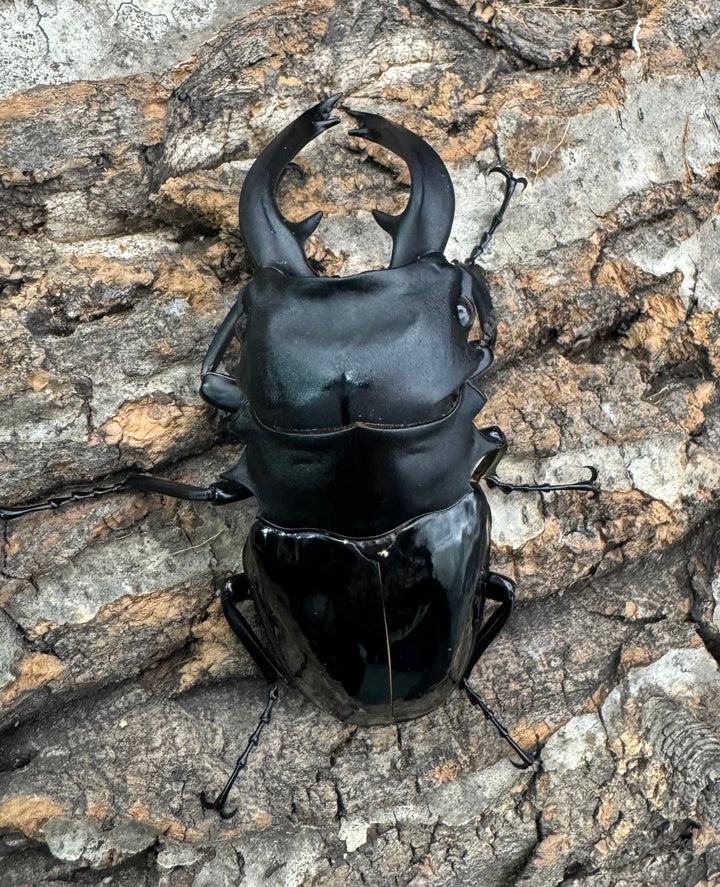 【WF1】《インターメディアツヤクワガタ 93mm B品ペア》