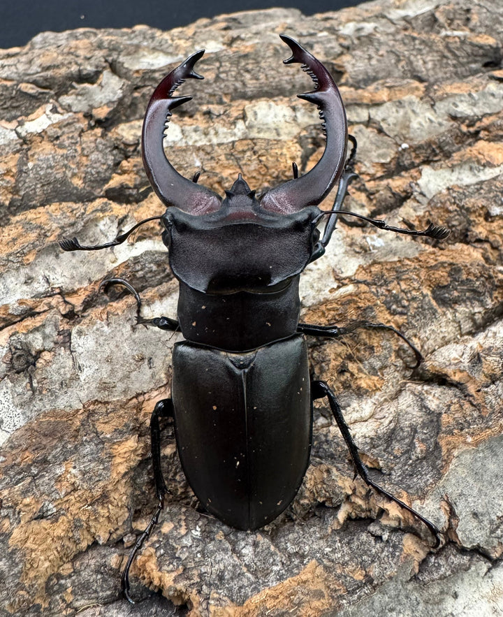 《ユダイクスミヤマ 68mm ペア》